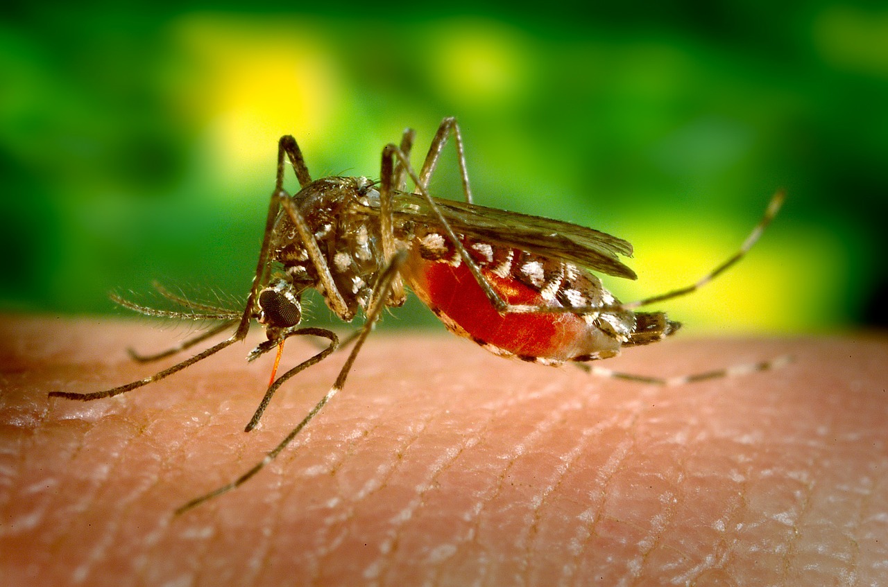 Sivrisinek Popülasyonu DNA’ları Hacklenerek Yok Edildi