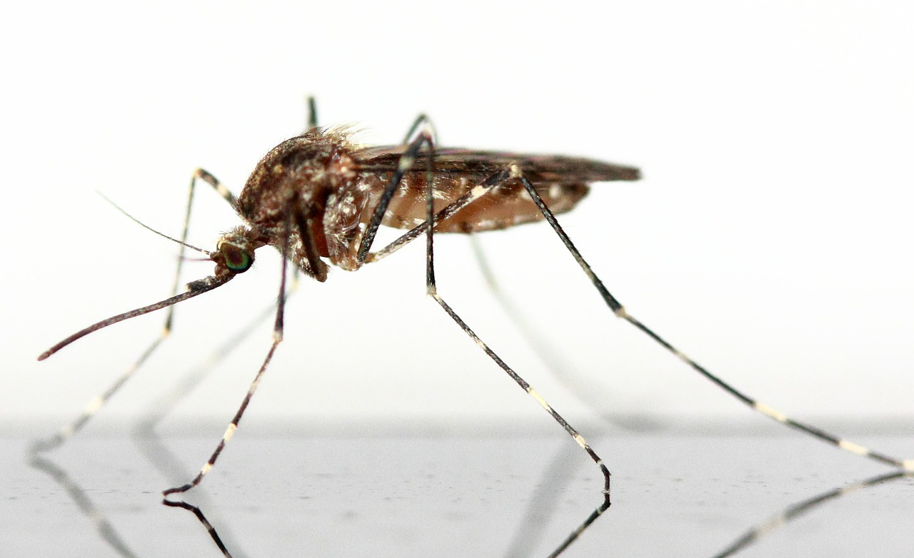 Ön Çalışma Sonuçlarına Göre Zika Virüsünün Kanser Hücresini Öldürme Potansiyeli Var