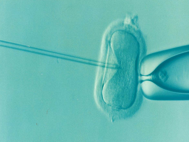 Yapay Zeka In-Vitro Döllenmede Embriyoları Seçebiliyor