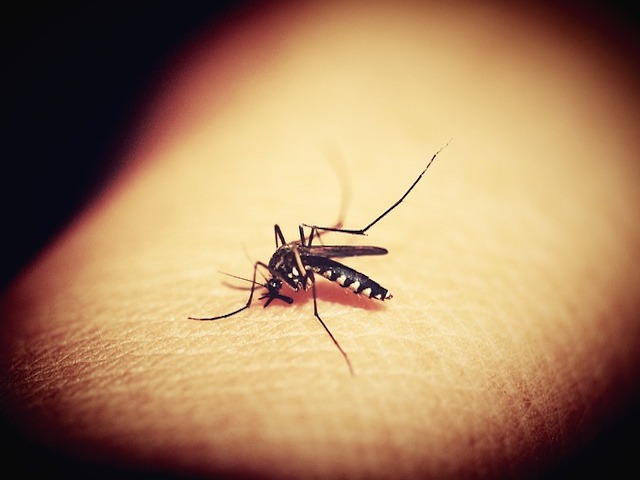 Sıtma Sivrisineklerinin Yüzde 99’unu Yok Eden Mantar