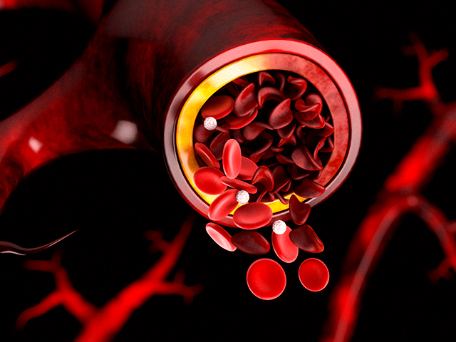 3D Kan Damarı Haritası Kök Hücrelerin Konumunu Gösteriyor
