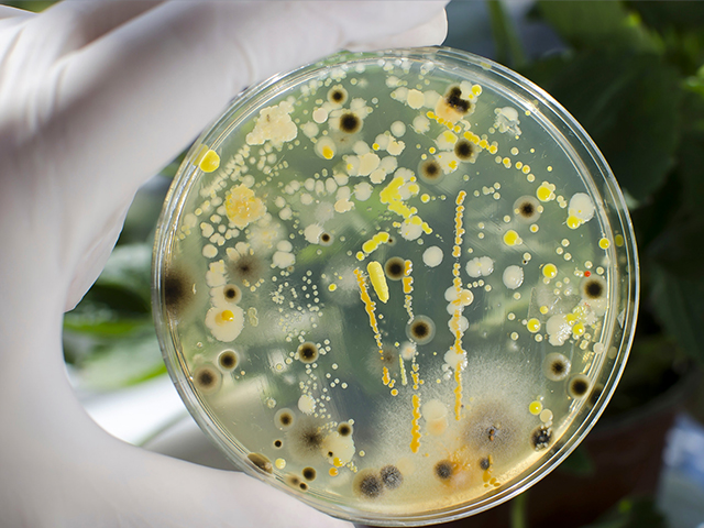 Kazınmış Nanosütunlar Titanyum İmplantlardaki Bakterileri ve Mantarları Öldürüyor