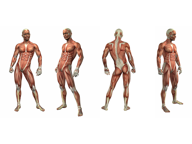 Duchenne Kas Distrofisindeki Protein Etkileşimlerine Dair Önemli Çalışma 