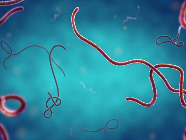 Ebola Virüsünün Hücreleri Enfekte Etmek için Kullandığı Yeni Yöntem