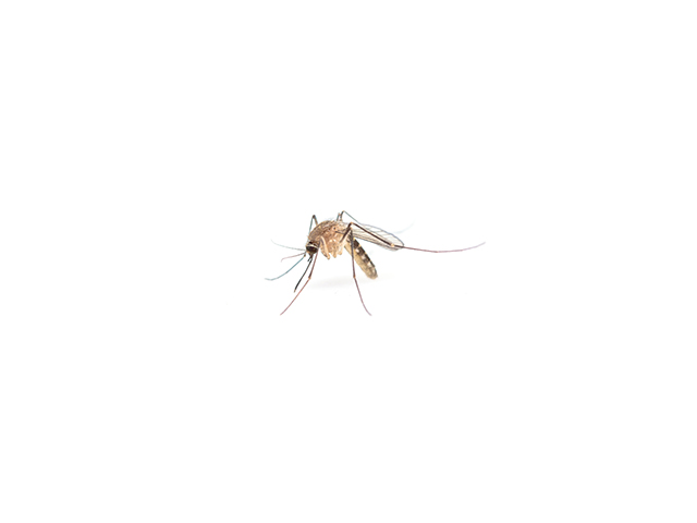 Sivrisinek Ağları Sıtma Kaynaklı Çocuk Ölümlerinin %40'ını Engelliyor