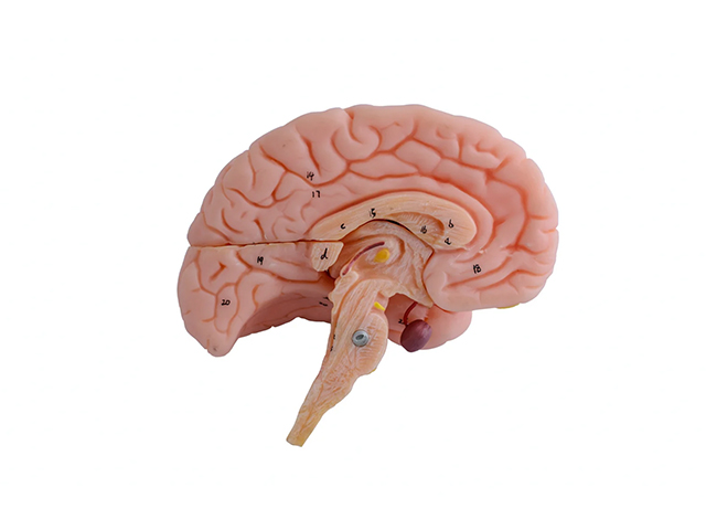 Yeni Beyin Organoid Modeli Hamilelikte İlaç Testlerini Geliştirebilir