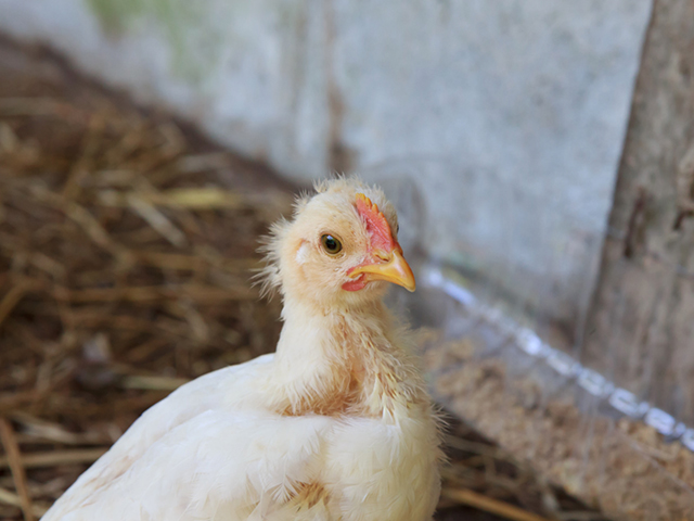 Kuş Gribi: Virüsün H5N8 Türü İlk Kez İnsanlarda Tespit Edildi