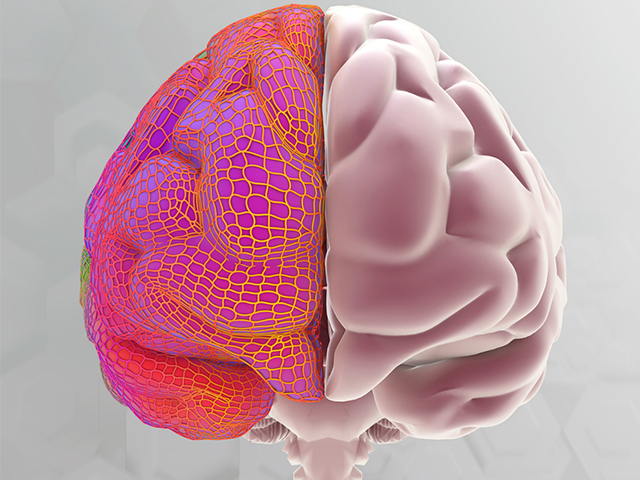 Farklı Fonksiyonel Alanlarda Beyin Gelişimindeki Ortak Planı Ortaya Koyan Çalışma