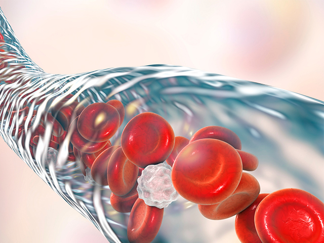 Hasar Görmüş Kan Damarlarını Onarabilecek Hücreleri Tanımlamaya Yardımcı Olan Biyobelirteç