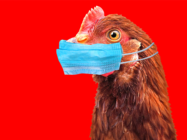İlk İnsan H5N2 Kuş Gribi Vakası