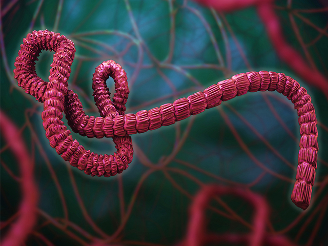 Uganda Yeni Ebola Salgınını Doğruladı