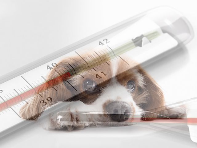 Köpekler İnsanlarda Vadi Ateşi Yayılımını Tahmin Etmeye Yardımcı Olabilir