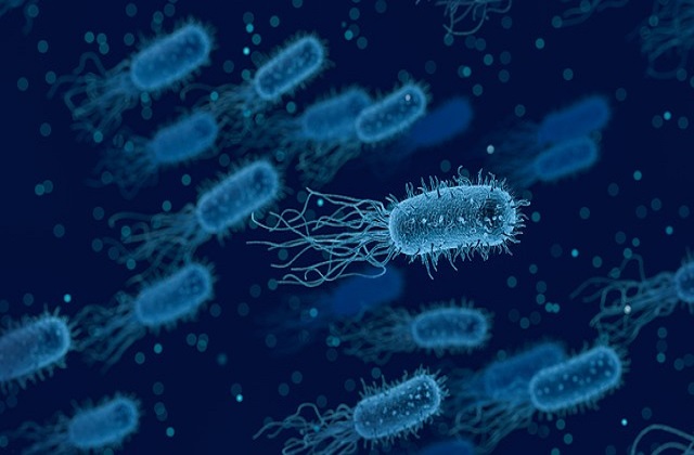 Bakteriler Arasında Yatay Gen Transferi Görüntülendi